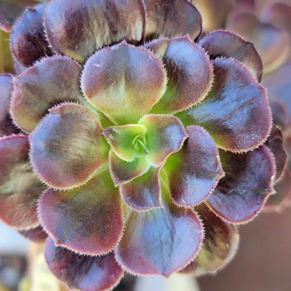 Aeonium 'Medusa' cristata - Crested Aeonium Medusa