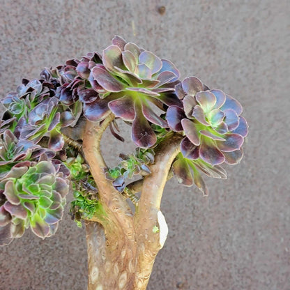 Aeonium 'Medusa' cristata - Crested Aeonium Medusa