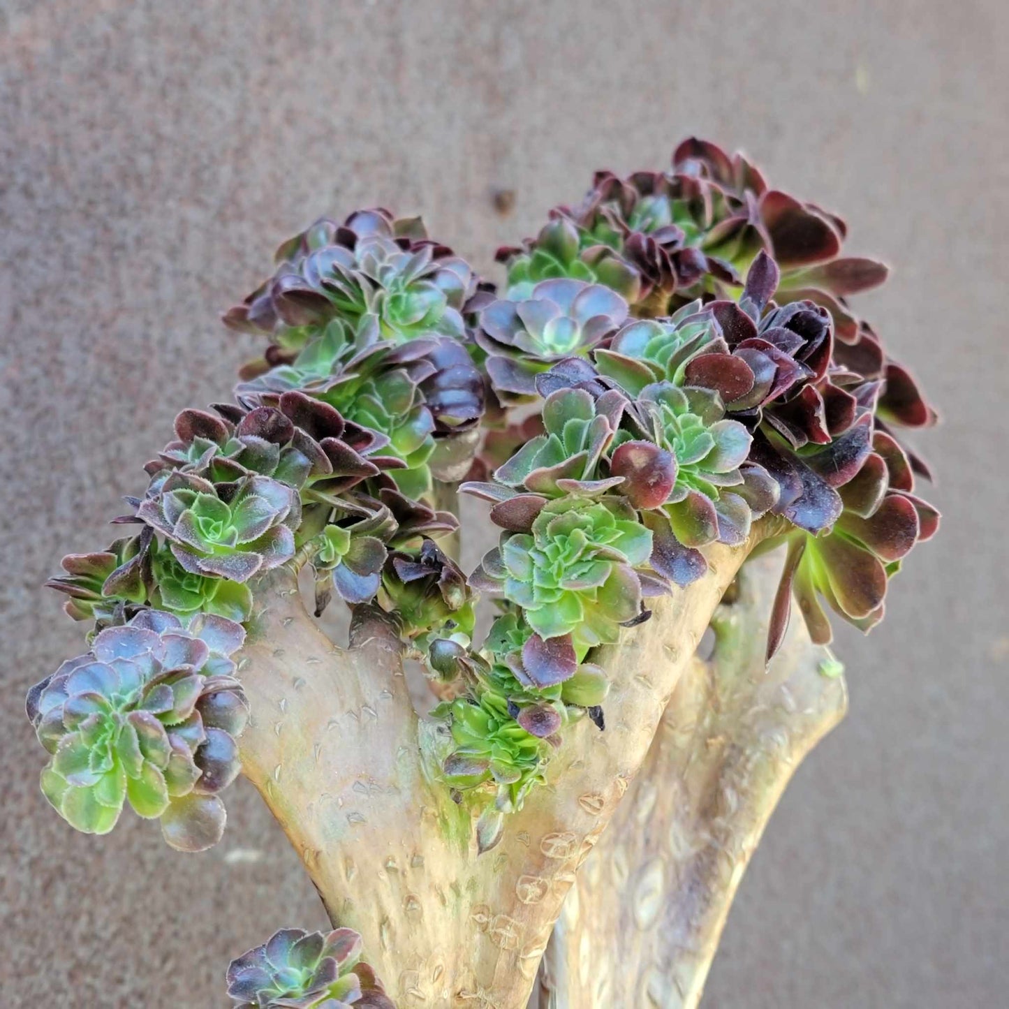 Aeonium 'Medusa' cristata - Crested Aeonium Medusa