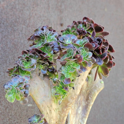 Aeonium 'Medusa' cristata - Crested Aeonium Medusa