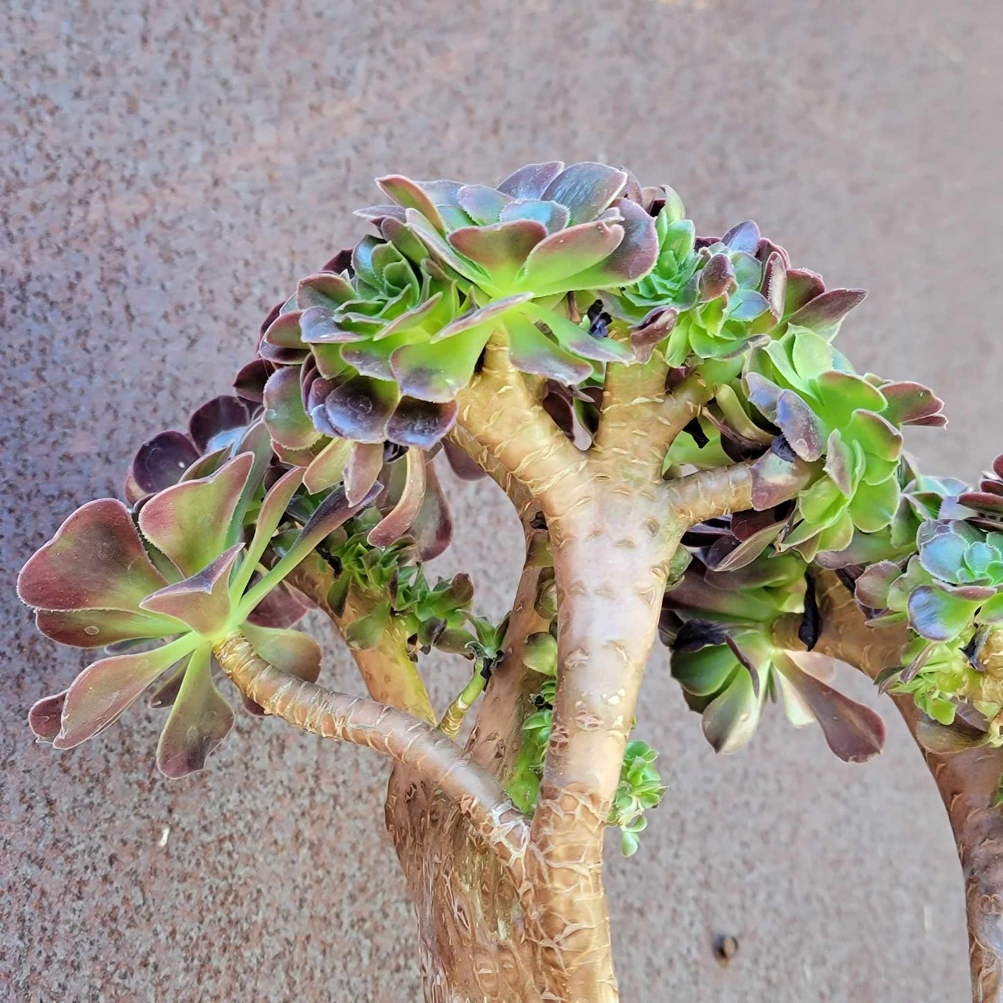 Aeonium 'Medusa' cristata - Crested Aeonium Medusa