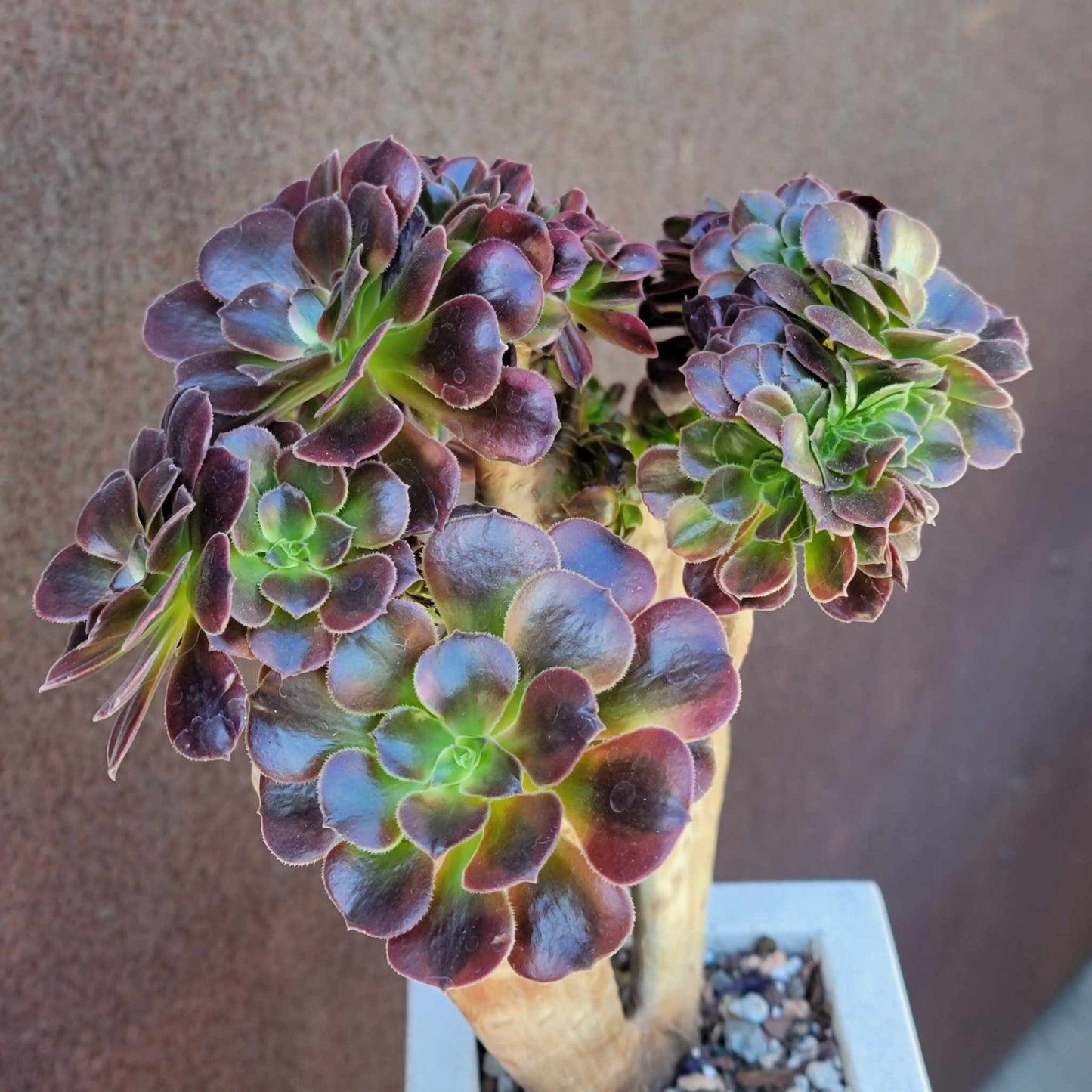 Aeonium 'Medusa' cristata - Crested Aeonium Medusa