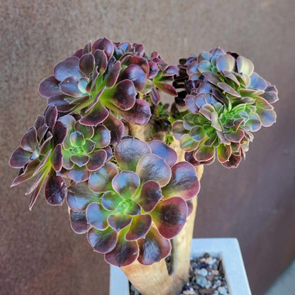 Aeonium 'Medusa' cristata - Crested Aeonium Medusa