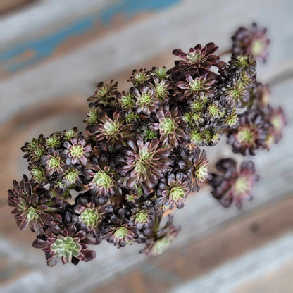 Aeonium 'Medusa' cristata - Crested Aeonium Medusa