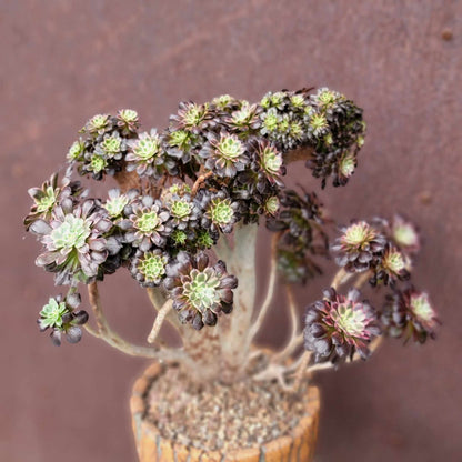 Aeonium 'Medusa' cristata - Crested Aeonium Medusa