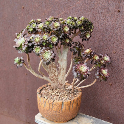 Aeonium 'Medusa' cristata - Crested Aeonium Medusa