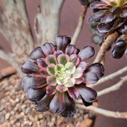 Aeonium 'Medusa' cristata - Crested Aeonium Medusa