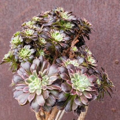 Aeonium 'Medusa' cristata - Crested Aeonium Medusa