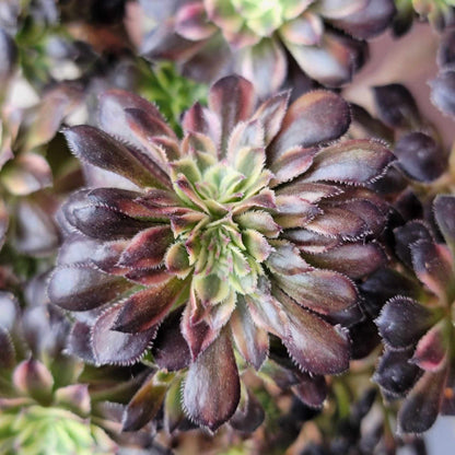 Aeonium 'Medusa' cristata - Crested Aeonium Medusa