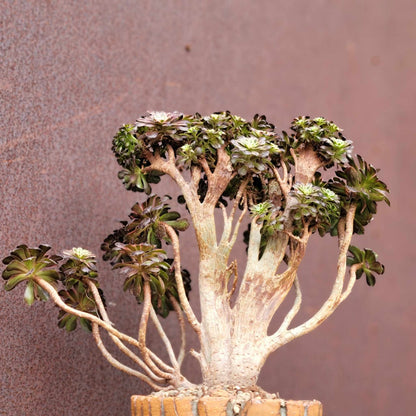 Aeonium 'Medusa' cristata - Crested Aeonium Medusa