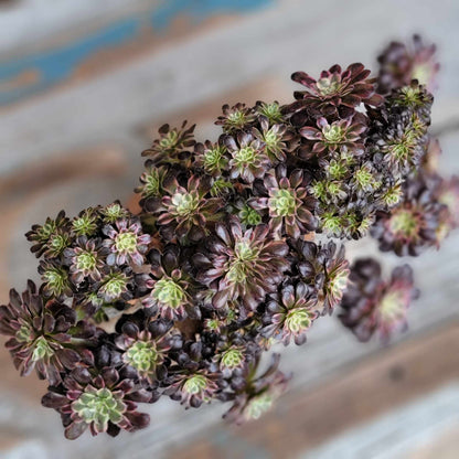 Aeonium 'Medusa' cristata - Crested Aeonium Medusa