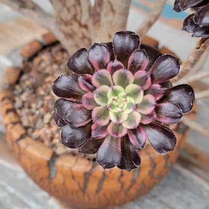 Aeonium 'Medusa' cristata - Crested Aeonium Medusa