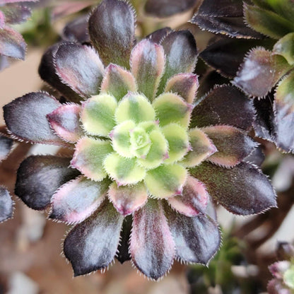 Aeonium 'Medusa' cristata - Crested Aeonium Medusa