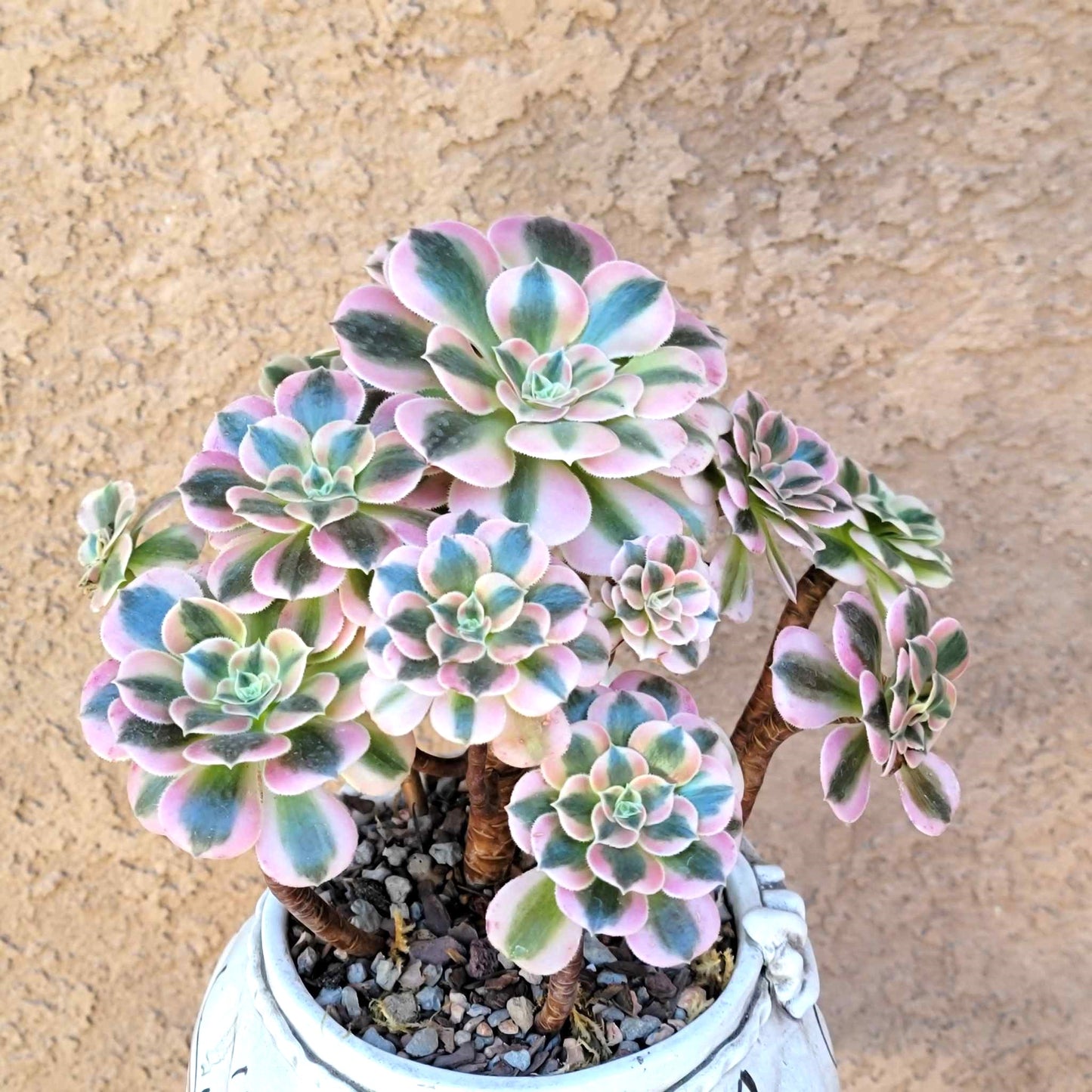 Aeonium 'Pink Witch' Cluster