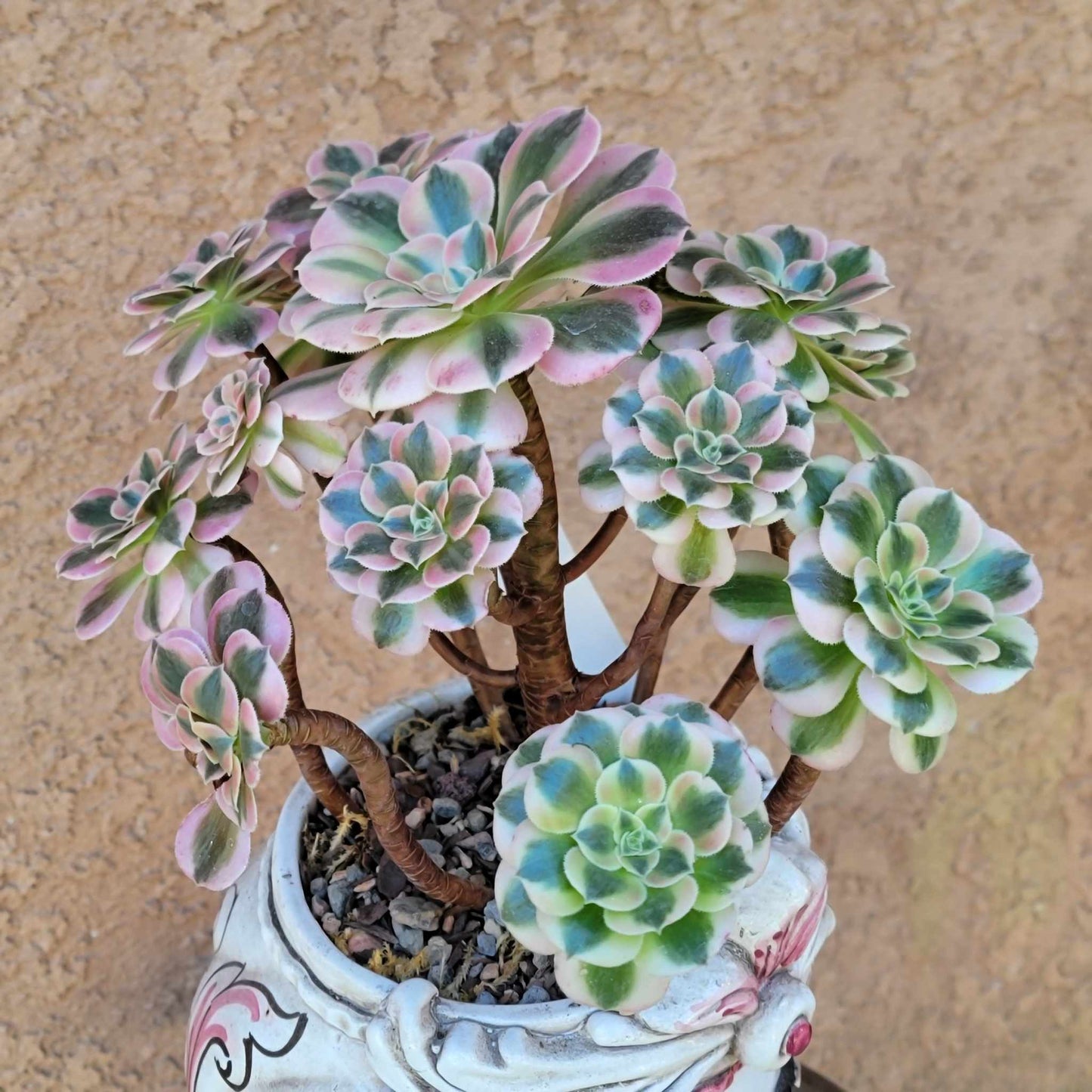 Aeonium 'Pink Witch' Cluster