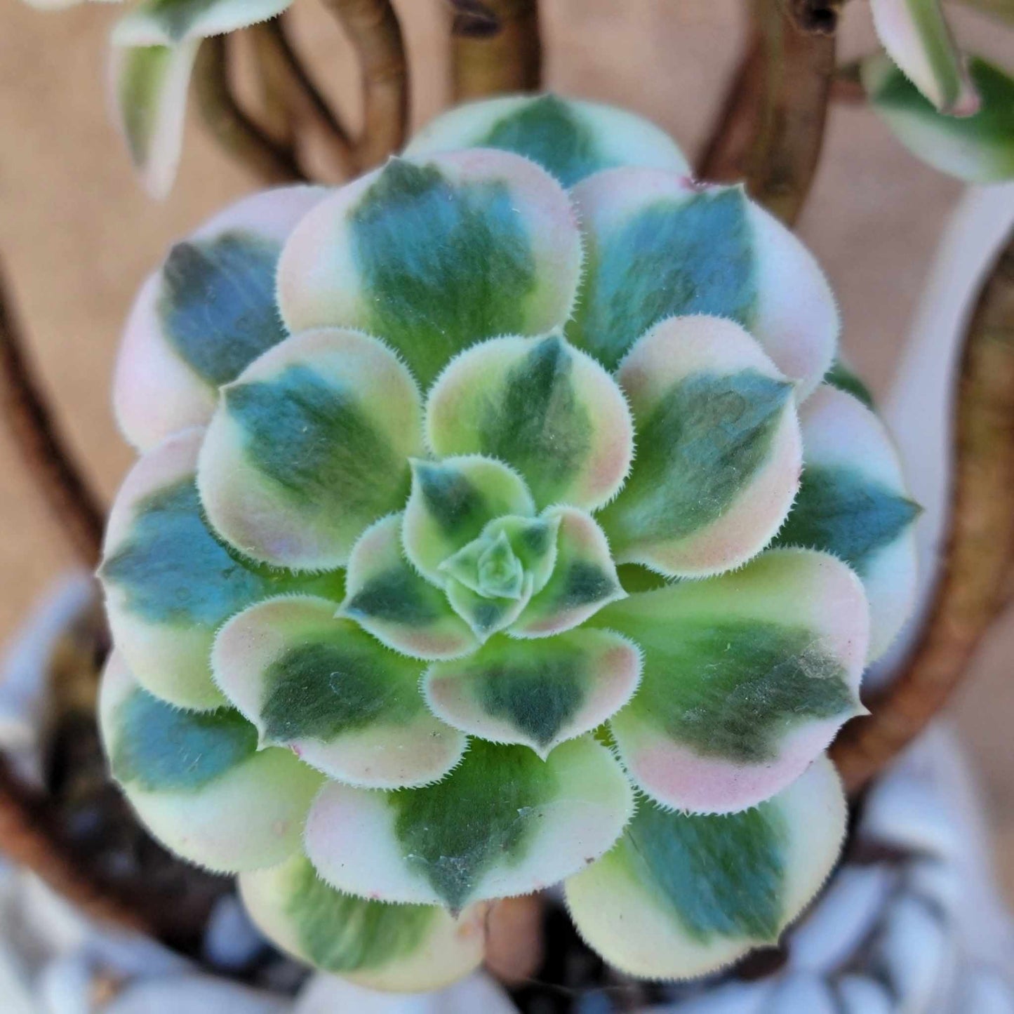 Aeonium 'Pink Witch' Cluster