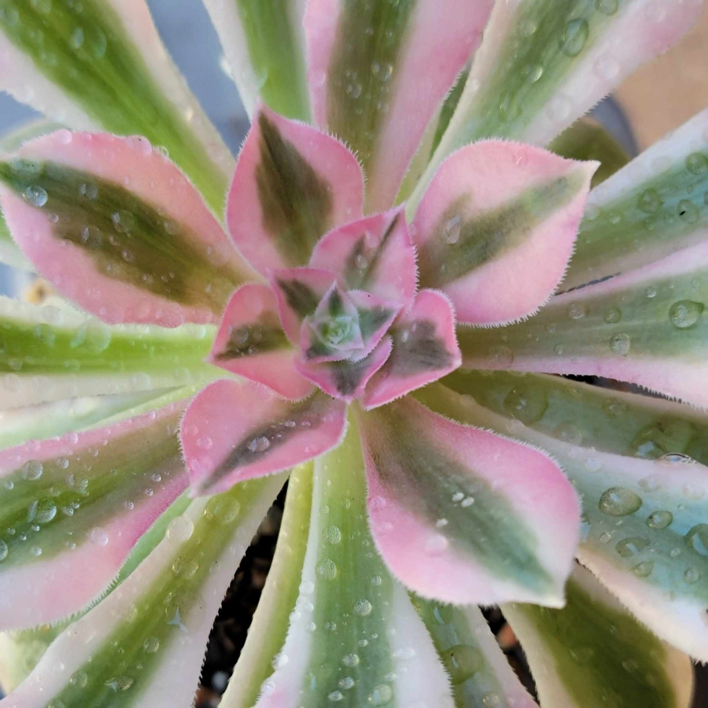 Aeonium 'Pink Witch' (single)