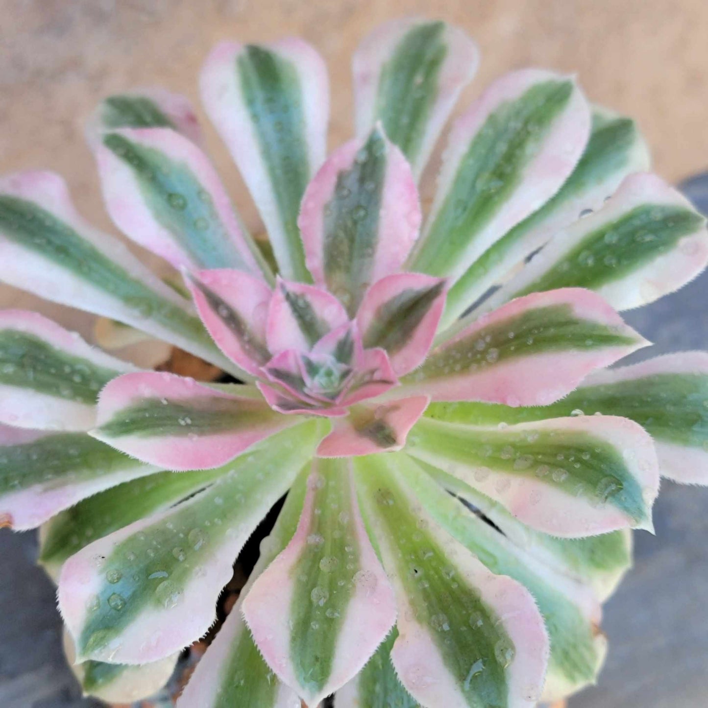 Aeonium 'Pink Witch' (single)