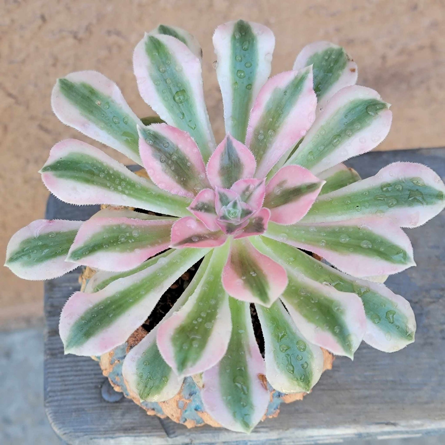 Aeonium 'Pink Witch' (single)