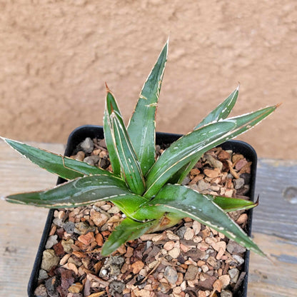 Agave Bundle #1 -  4 Varieties