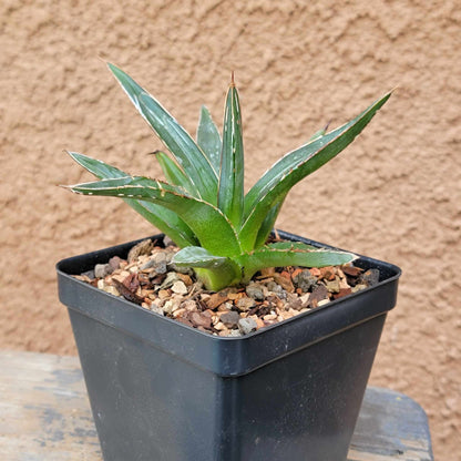 Agave Bundle #1 -  4 Varieties