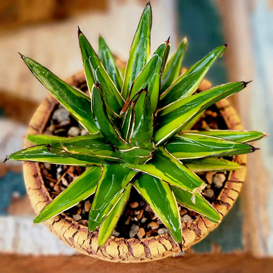 Agave Victoriae-Reginae Variegata – Variegated Queen Victoria Agave