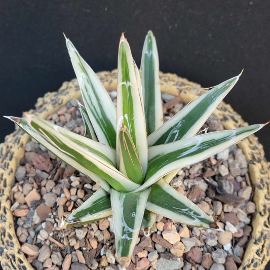 Agave Victoriae-Reginae White Rhino - White Rhino Agave