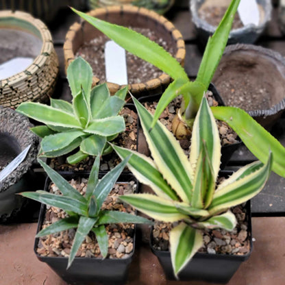 Agave Bundle #1 -  4 Varieties