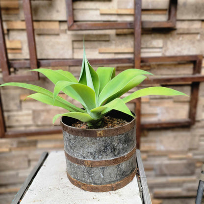 Agave attenuata - Foxtail Agave