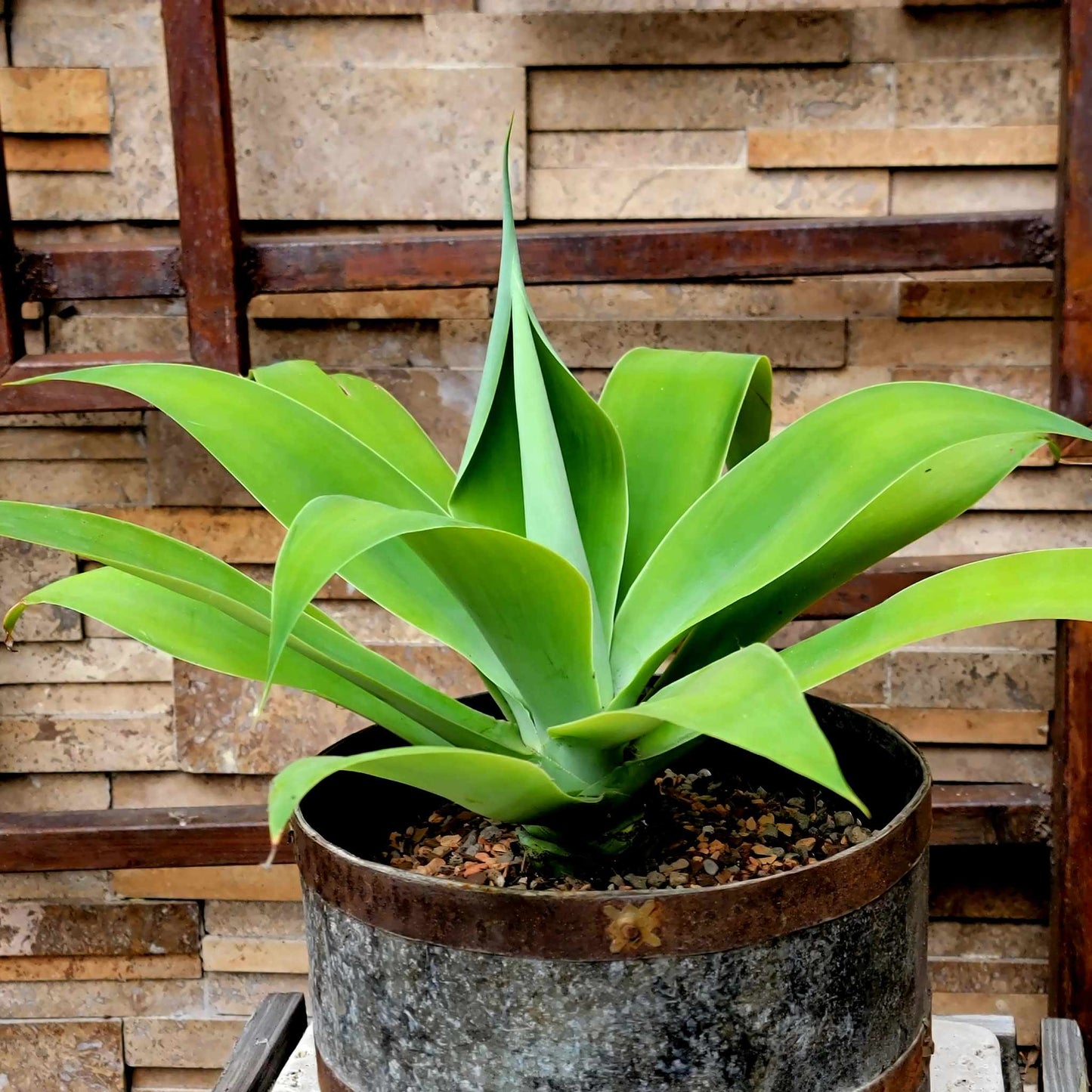 Agave attenuata - Foxtail Agave