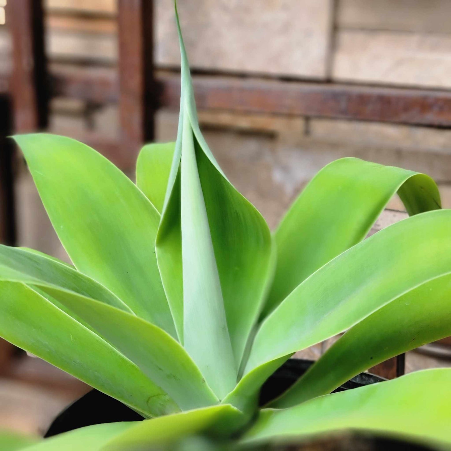 Agave attenuata - Foxtail Agave