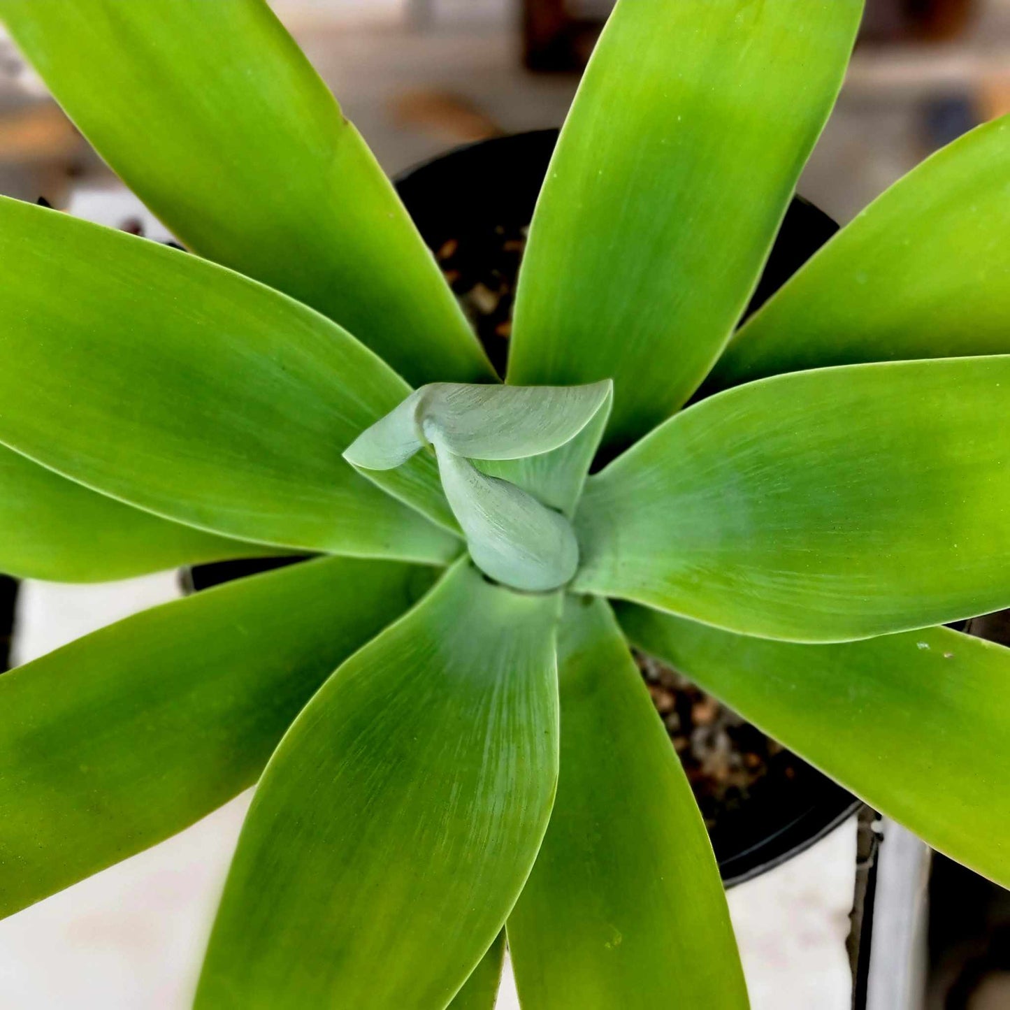 Agave attenuata - Foxtail Agave