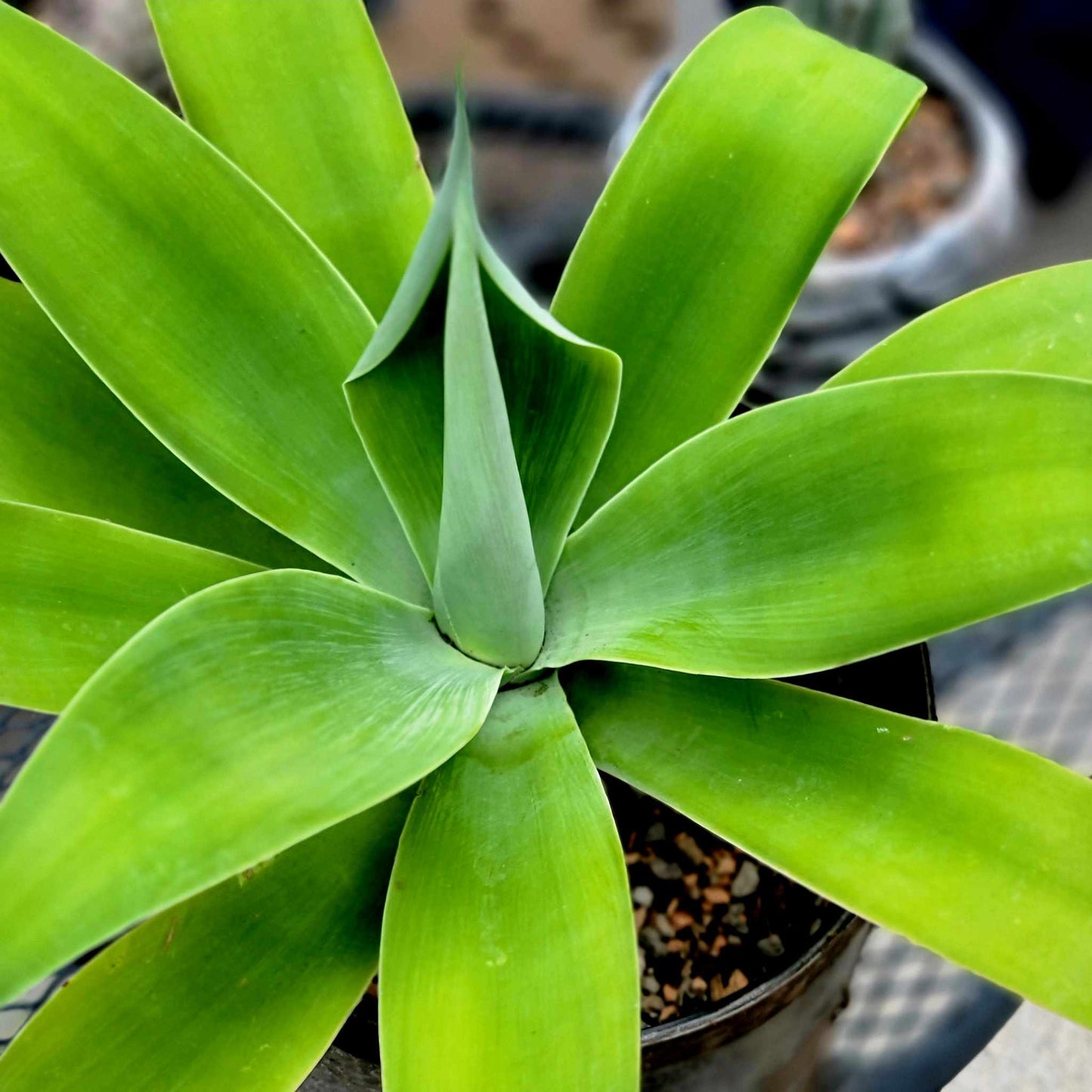 Agave attenuata - Foxtail Agave