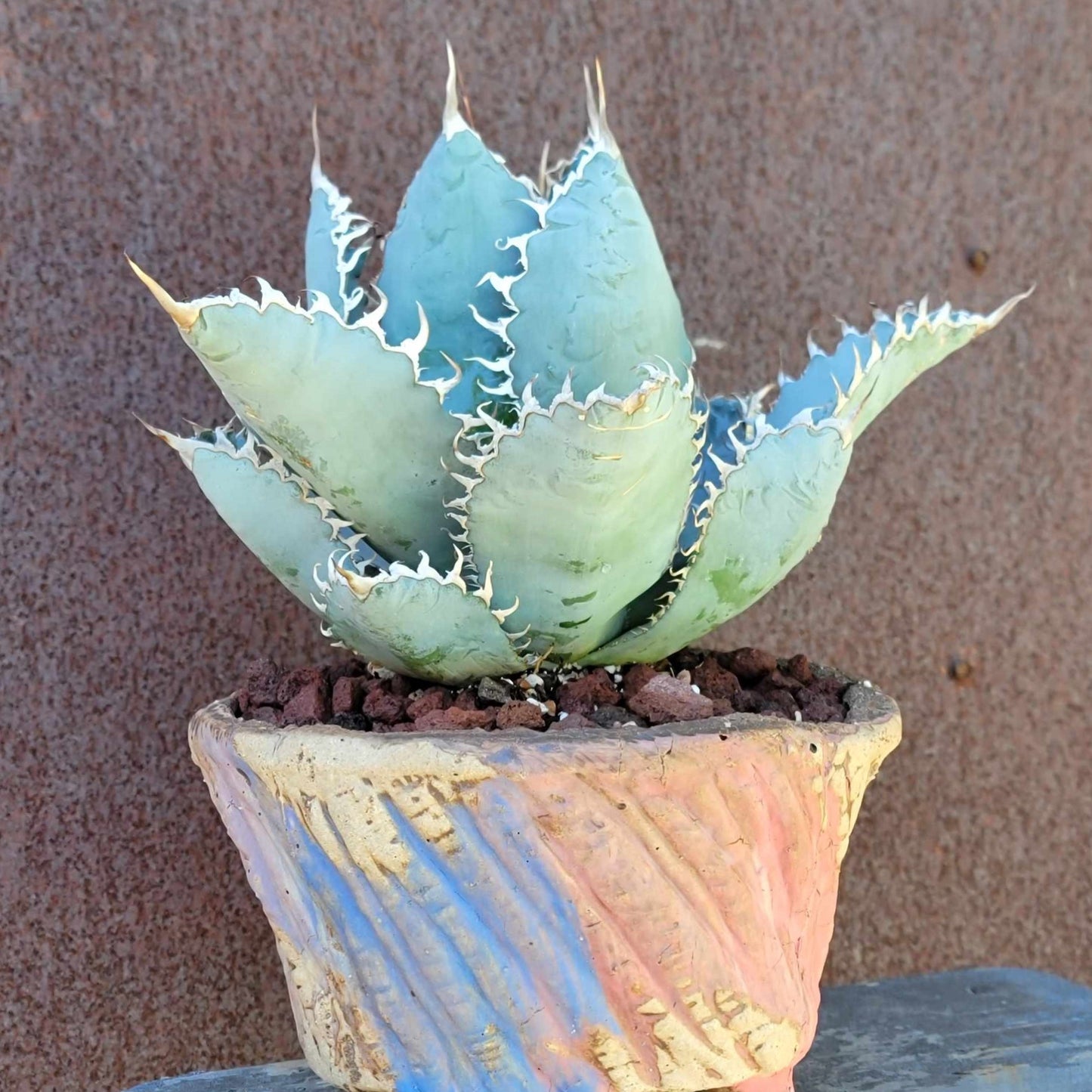Terra Cotta Planter - Watercolor Series - Blue & Rose