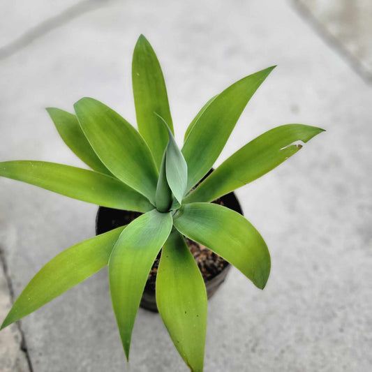 Agave attenuata - Foxtail Agave