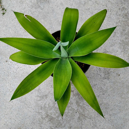 Agave attenuata - Foxtail Agave