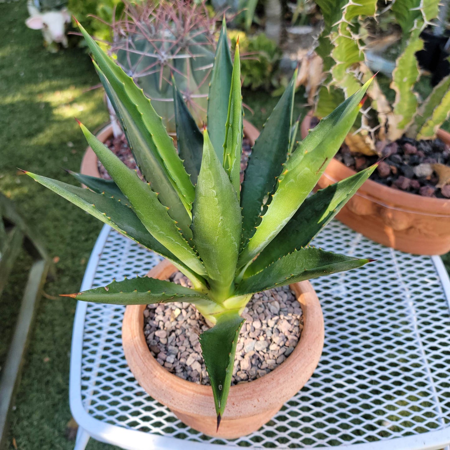 Agave decipiens - False Sisal - Florida Agave - 1 Gallon