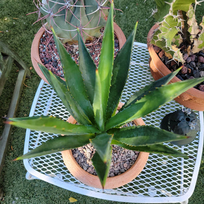 Agave decipiens - False Sisal - Florida Agave - 1 Gallon