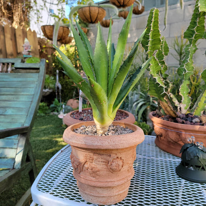 Agave decipiens - False Sisal - Florida Agave - 1 Gallon