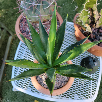 Agave decipiens - False Sisal - Florida Agave - 1 Gallon