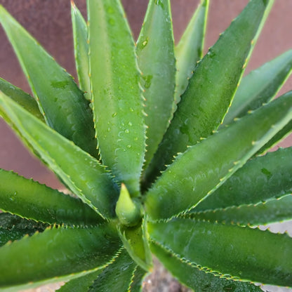 Agave decipiens - False Sisal - Florida Agave