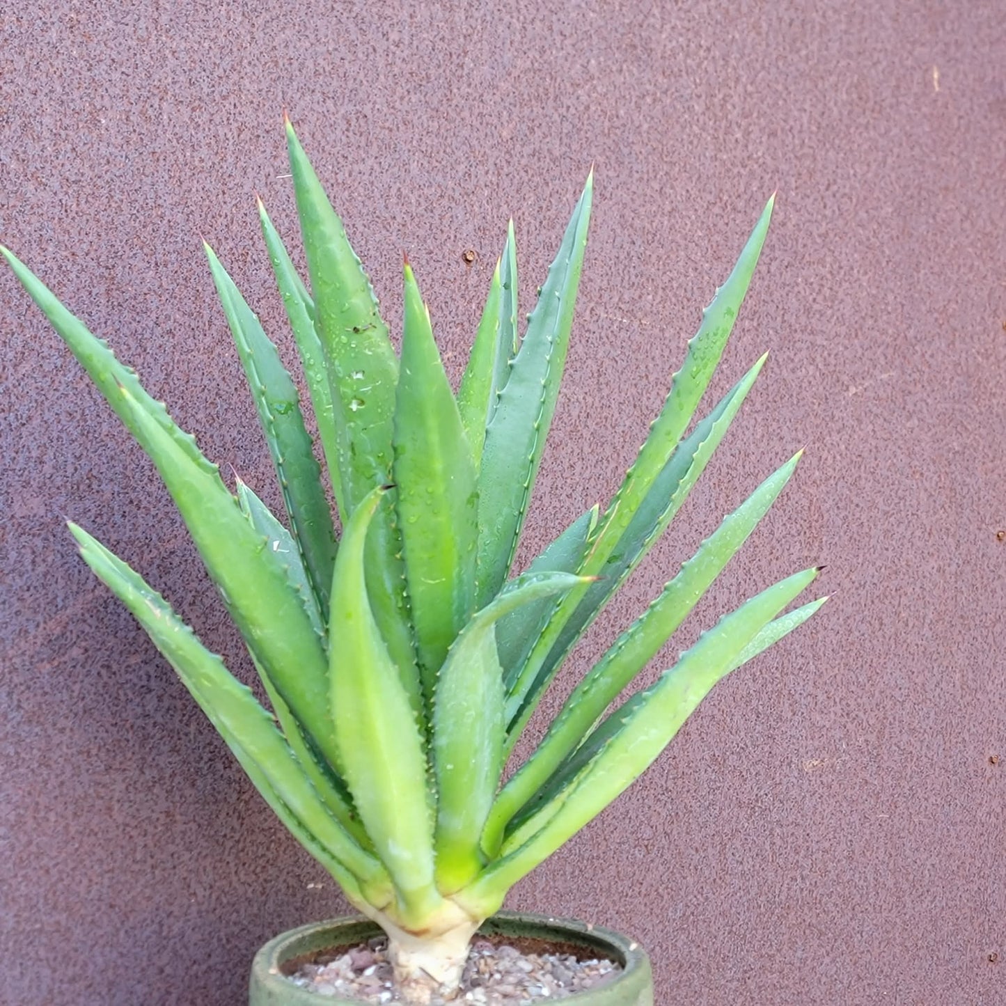 Agave decipiens - False Sisal - Florida Agave