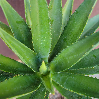 Agave decipiens - False Sisal - Florida Agave