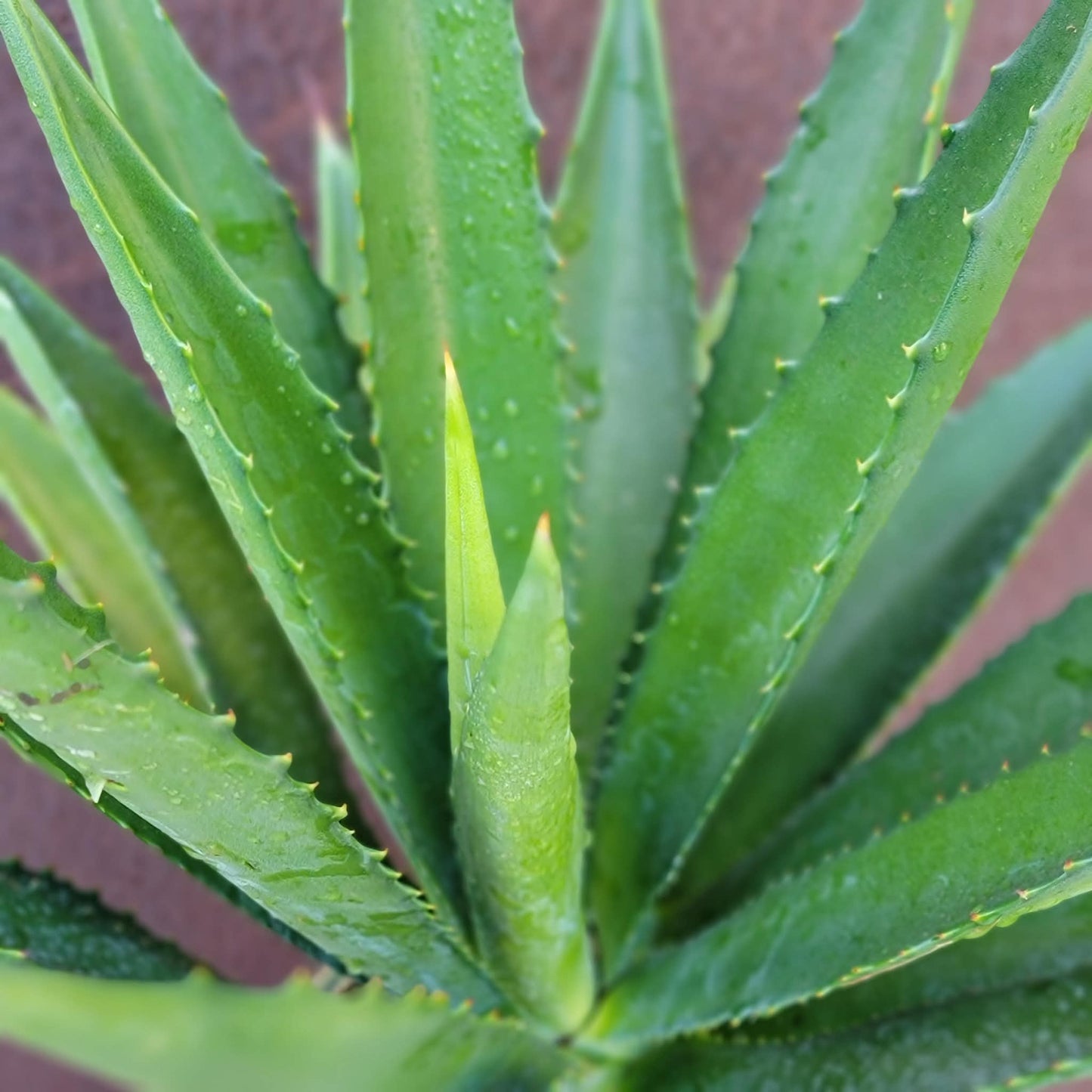 Agave decipiens - False Sisal - Florida Agave