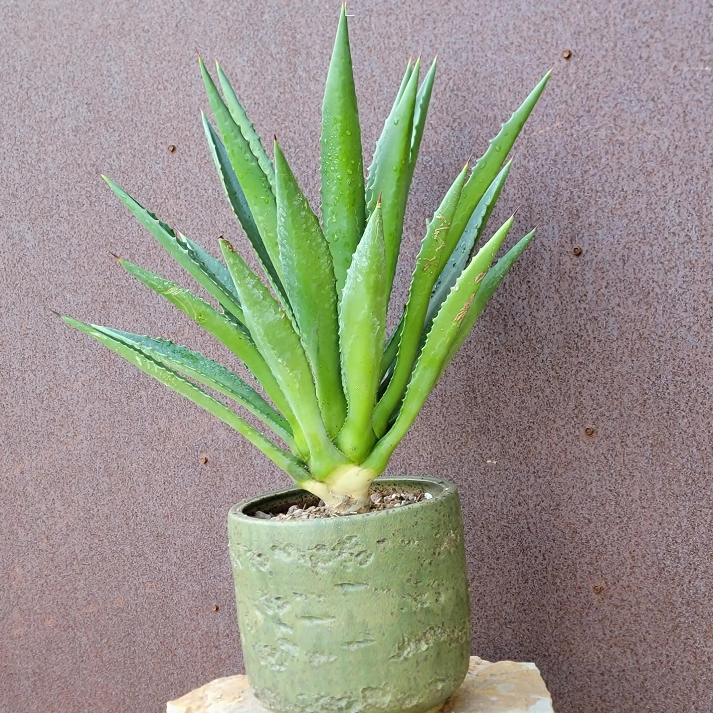 Agave decipiens - False Sisal - Florida Agave