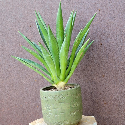 Agave decipiens - False Sisal - Florida Agave