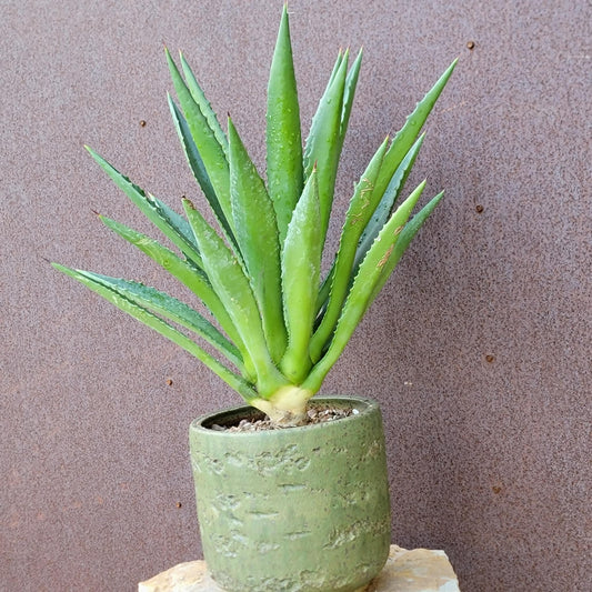 Agave decipiens - False Sisal - Florida Agave