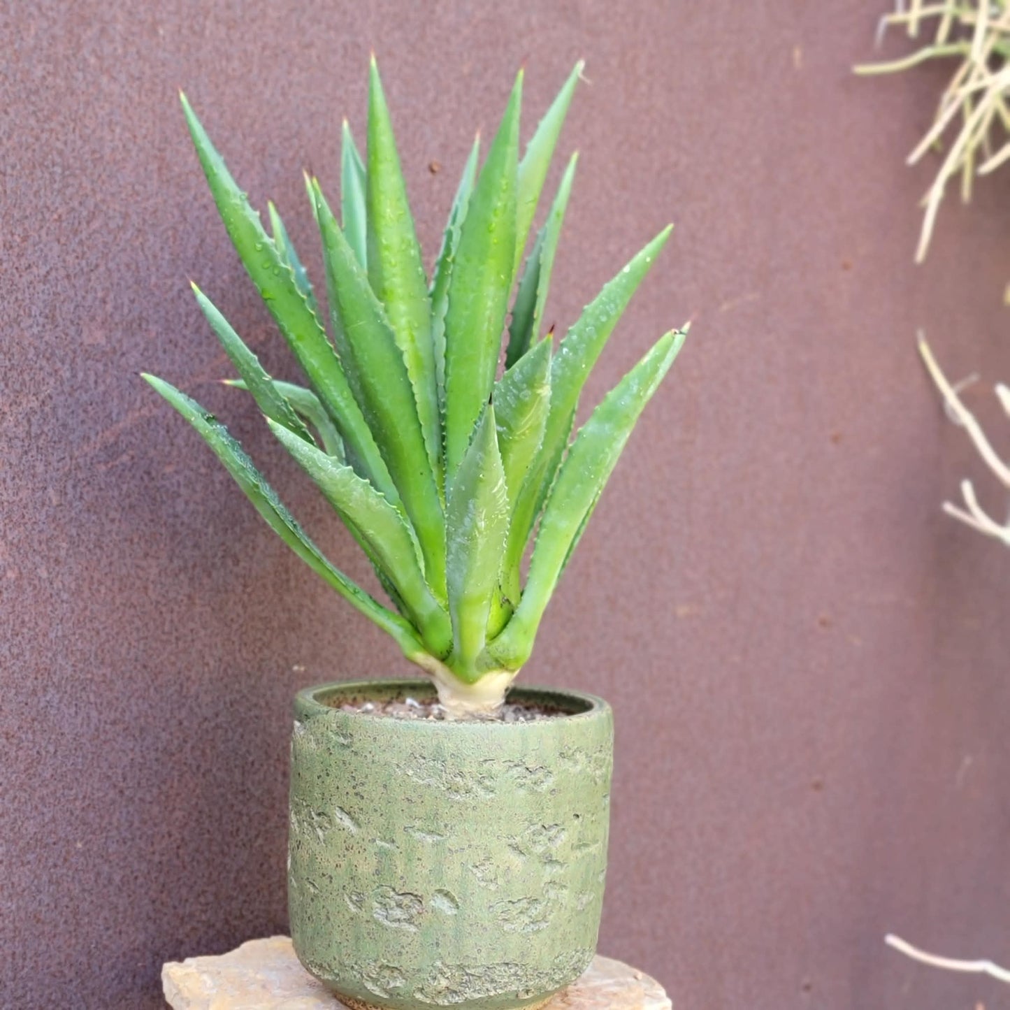 Agave decipiens - False Sisal - Florida Agave