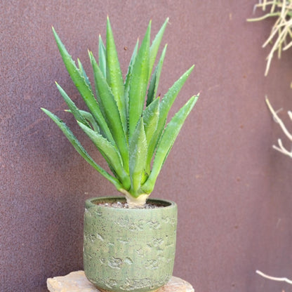 Agave decipiens - False Sisal - Florida Agave