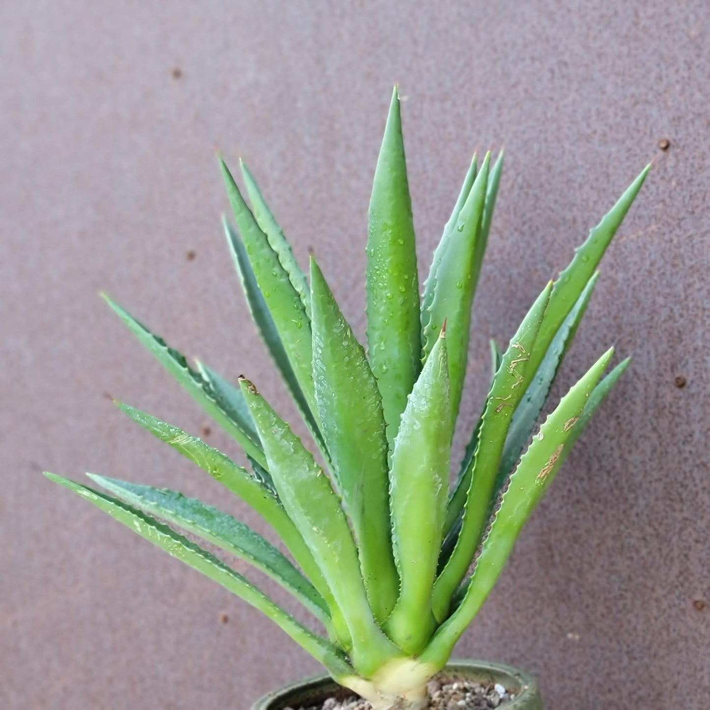 Agave decipiens - False Sisal - Florida Agave
